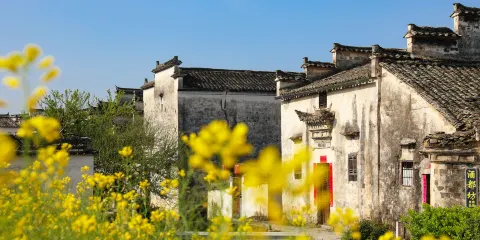 屏山村門票成人