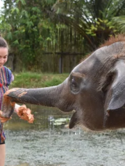 Phuket Elephant Care