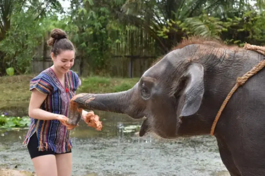 Phuket Elephant Care