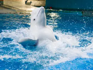 Migliori 15 Attrazioni per Famiglie​ a Yantai