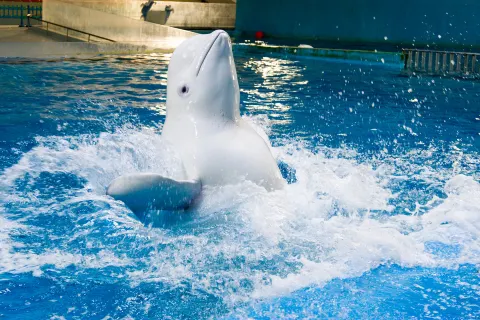 Ocean Aquarium of Penglai
