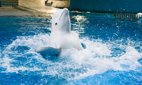 Ocean Aquarium of Penglai