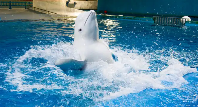 Hotels near Penglai Polar Ocean World