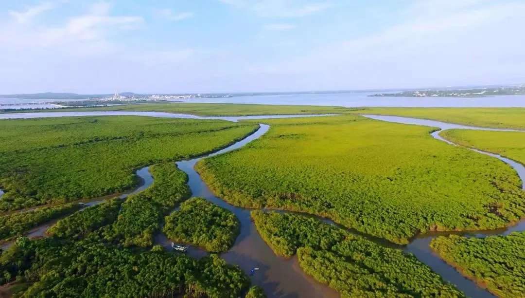 5_Dongzhaigang mangroves