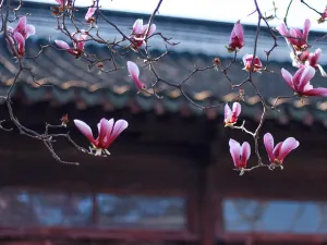 Master-of-Nets Garden(Wangshi Garden)