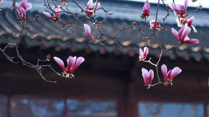 2_Master-of-Nets Garden(Wangshi Garden)