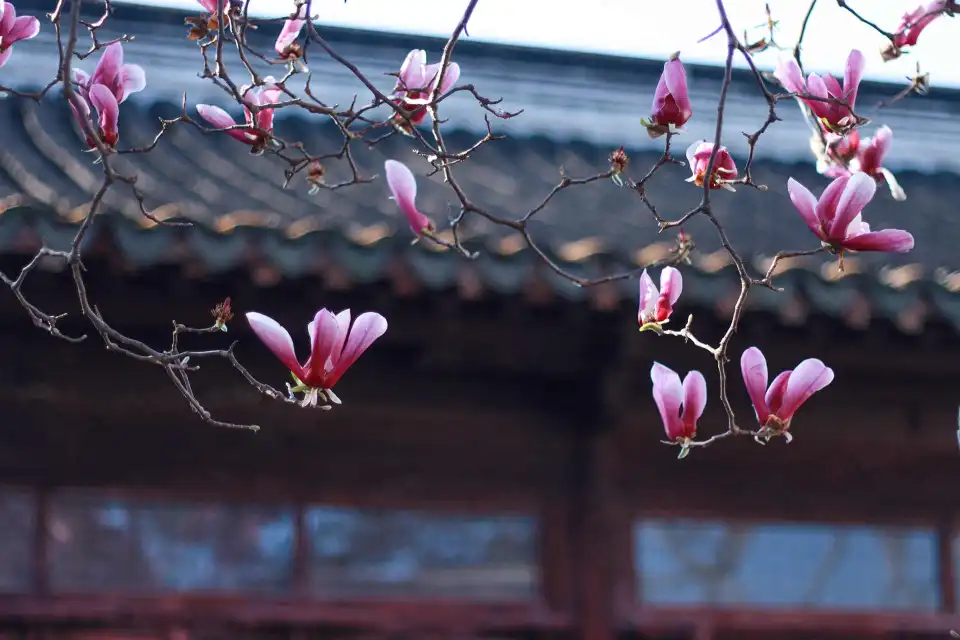 2_Master-of-Nets Garden(Wangshi Garden)