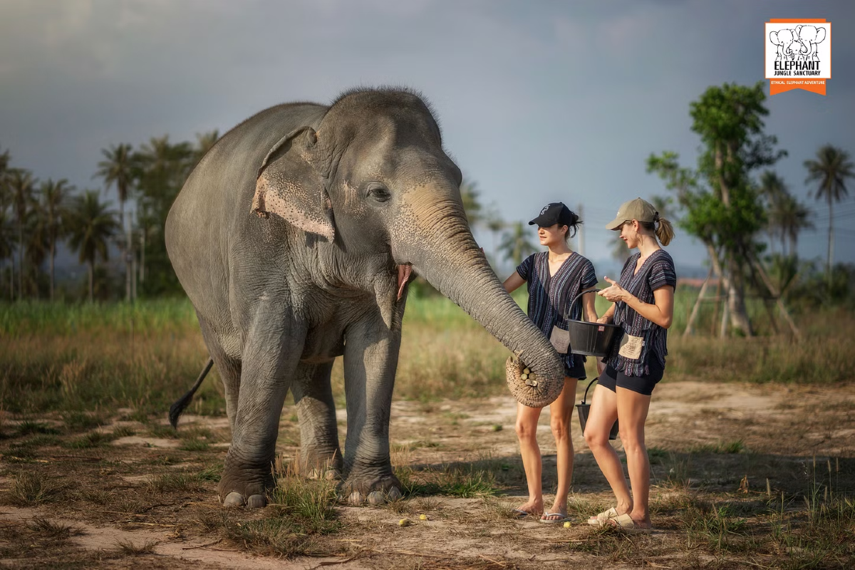 Pattaya Elephant Sanctuary