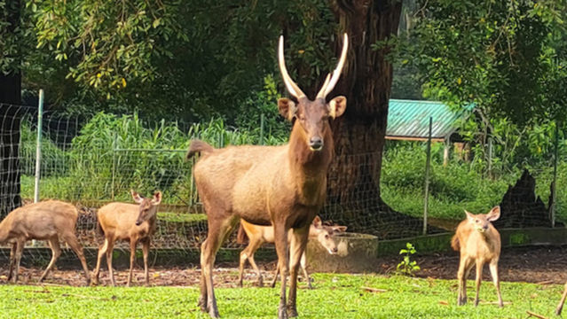 Sungkai Wildlife Conservation Centre
