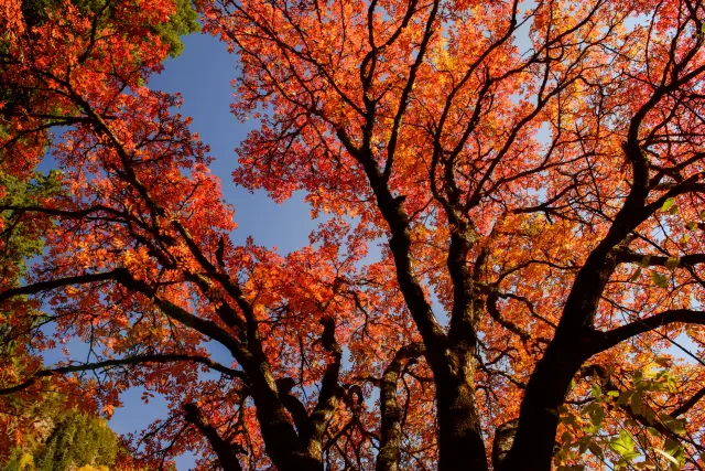 Fall Leaves Viewing in Heishui