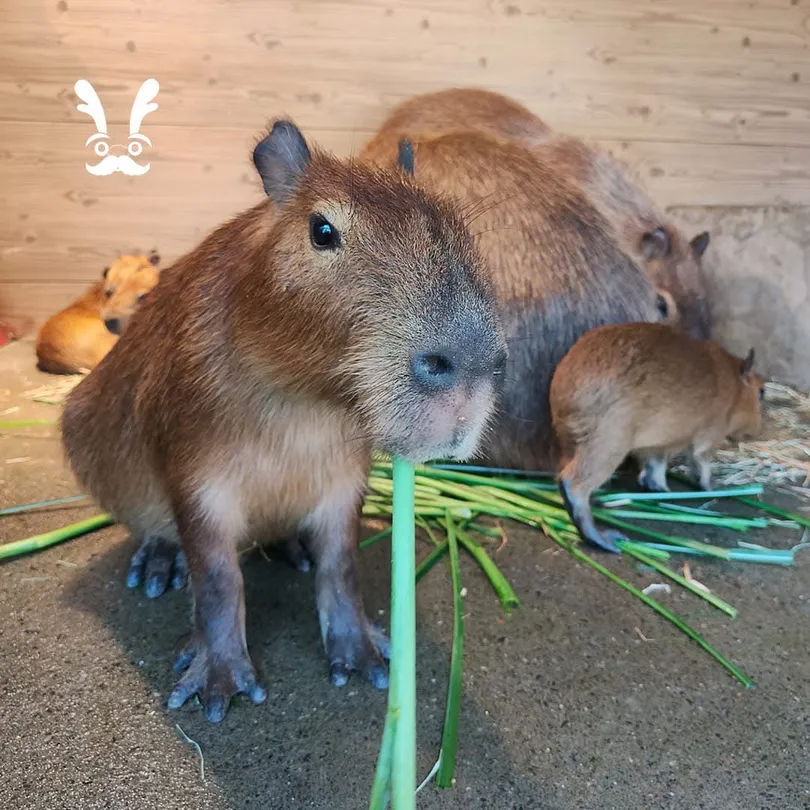 5_鹿爺爺農場