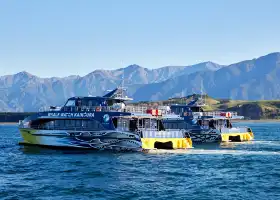 Whale Watch Kaikoura