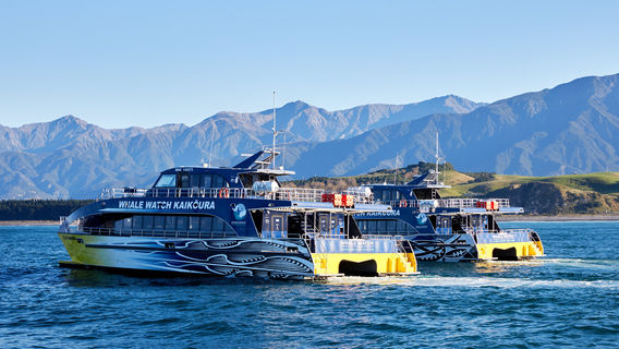 Whale Watch Kaikoura
