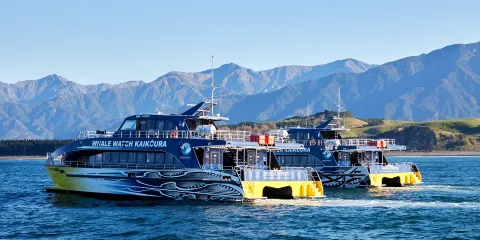 凱庫拉觀鯨遊船