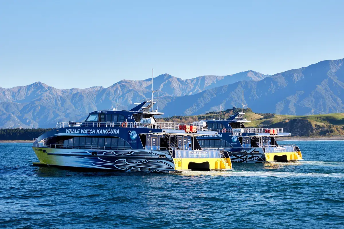 Whale Watch Kaikoura