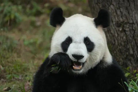 Hangzhou Safari Park