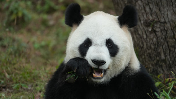 Hangzhou