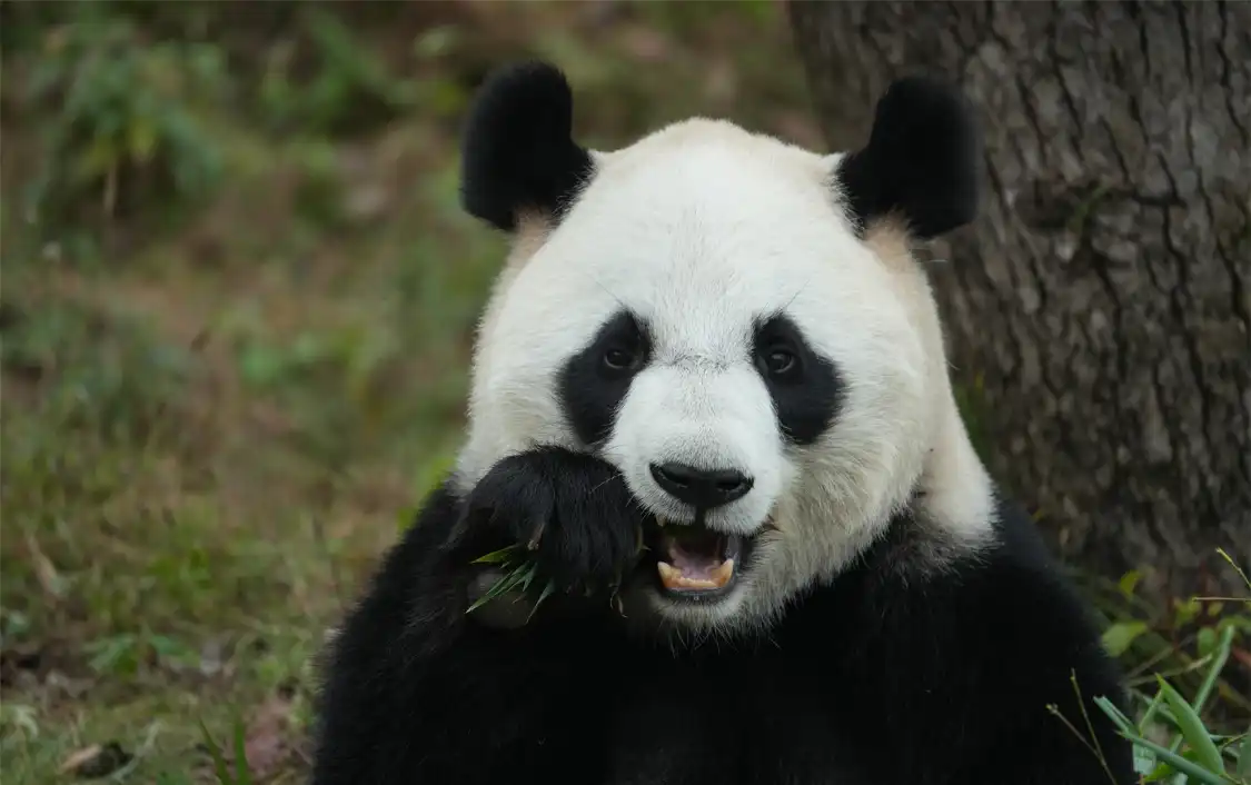 Hotels near Hangzhou Safari Park