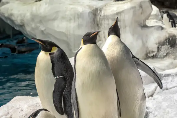 샌디에고 씨월드