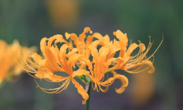 Nanjing Botanical Garden Mem. Sun Yat-sen