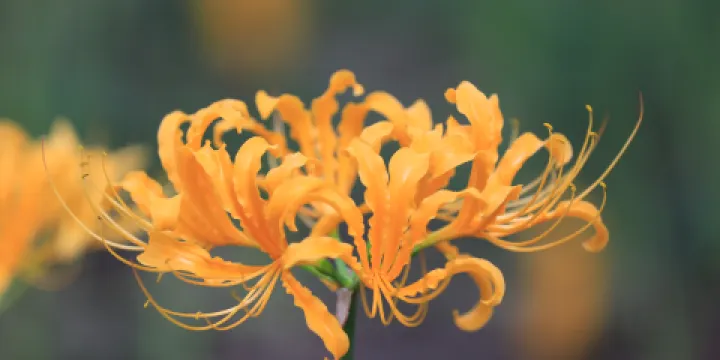 南京中山植物園