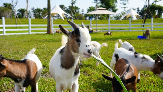 美樂地親子農場