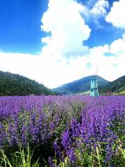 川主寺薰衣草生態園