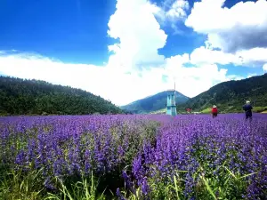 川主寺薰衣草生態園