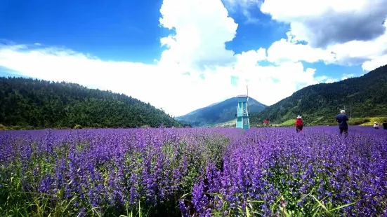 川主寺薰衣草生態園