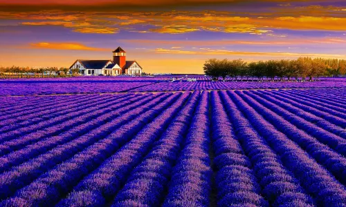 Ipar Khan Lavender Tourist Park