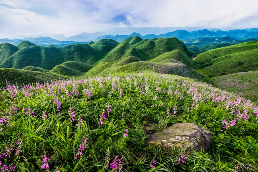 金沙玉簪花雲海景區