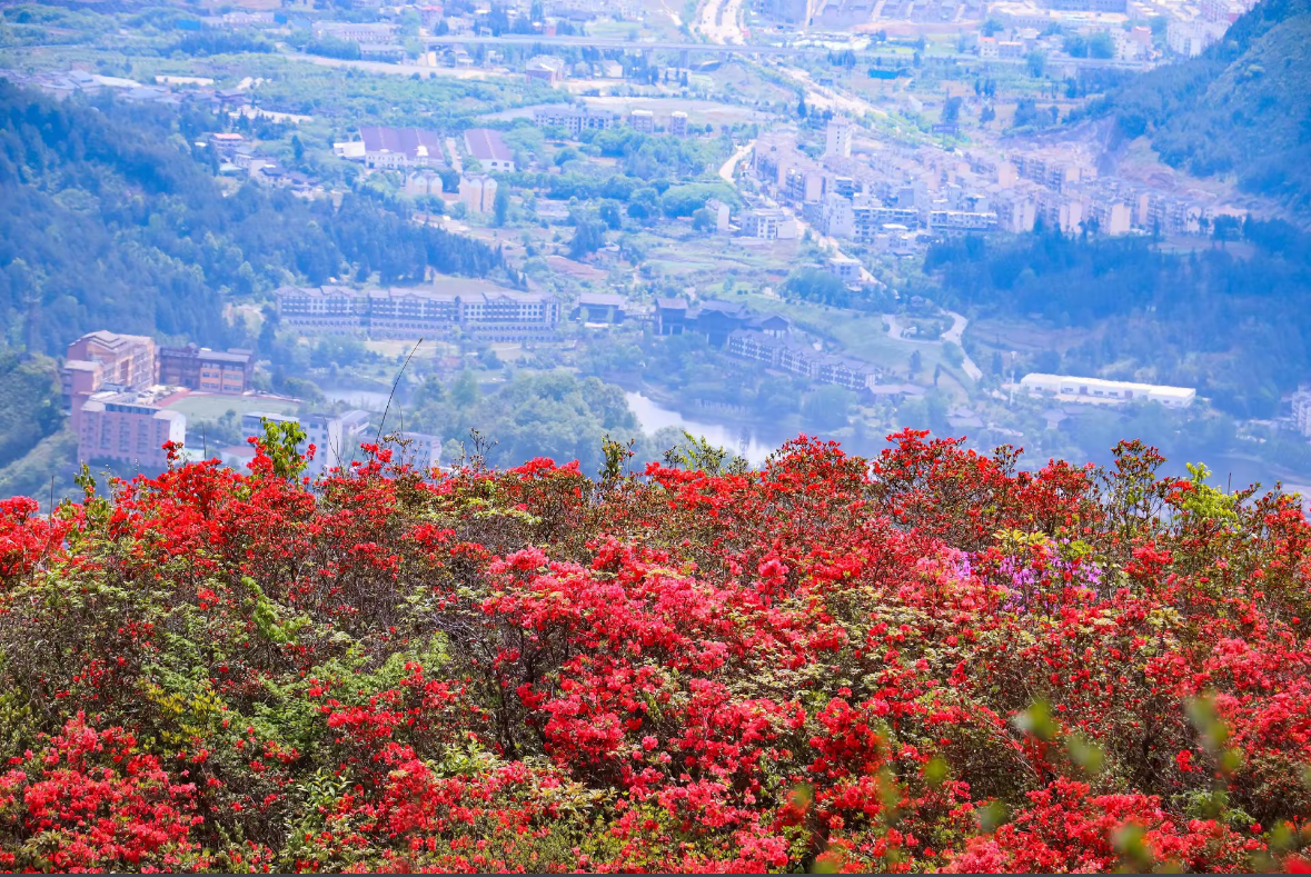 2026 Rhododendron Cultural Tourism Festival | Danzhai