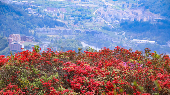 2026 Rhododendron Cultural Tourism Festival