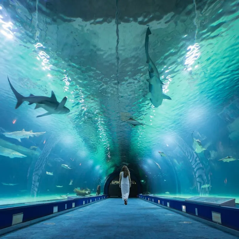 1_Oceanogràfic València