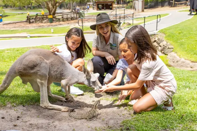 Kangaroo Feeding in Brisbane