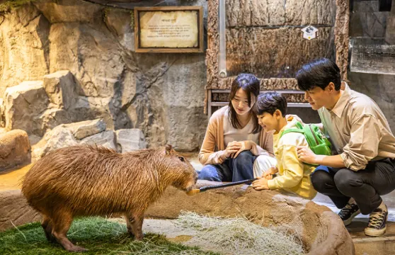 Zoolung Zoolung室內萌寵樂園(HANAM分店)門票大小同價（非韓國居民）
