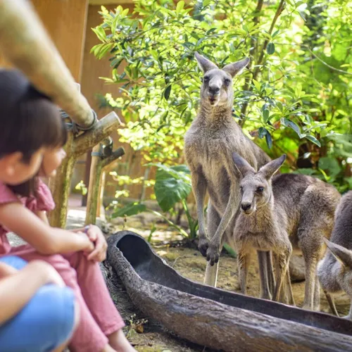 萬態野生動物世界