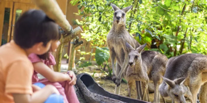 萬態野生動物世界