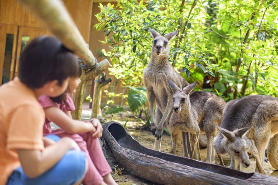萬態野生動物世界