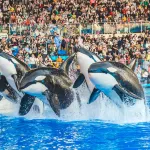 上海海昌海洋公園