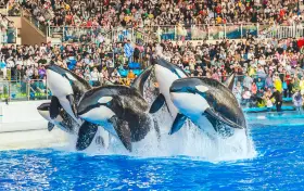 Shanghai Haichang Ocean Park