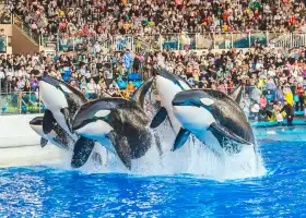 Shanghai Haichang Ocean Park