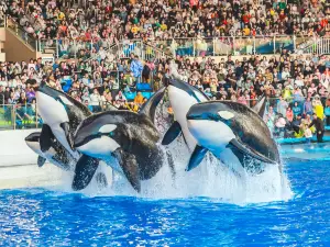 Shanghai Haichang Ocean Park