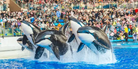 上海海昌海洋公園