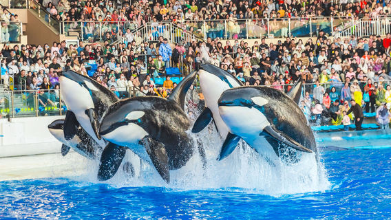 Shanghai Haichang Ocean Park