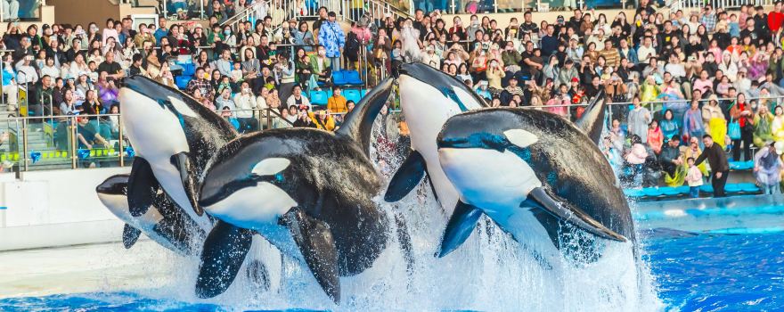 Shanghai Haichang Ocean Park