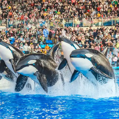 Shanghai Haichang Ocean Park