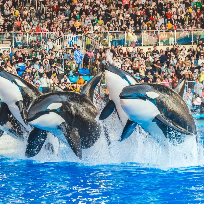 上海海昌海洋公園