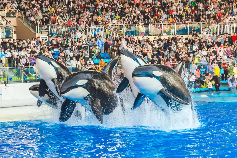 2_Shanghai Haichang Ocean Park