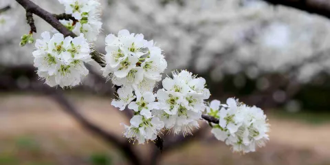梅花洲